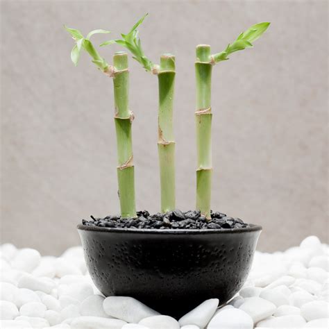 室內開運植物|新春開運植物怎麼選？室內招財植物推薦6種，招來貴。